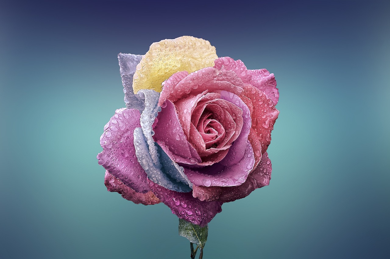 50 Rosas: ¿Qué Significa este Gesto de Amor?