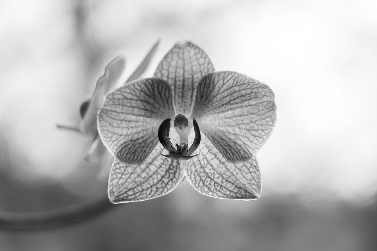 ¿Cuánto Tiempo Puede Durar la Flor de una Orquídea?