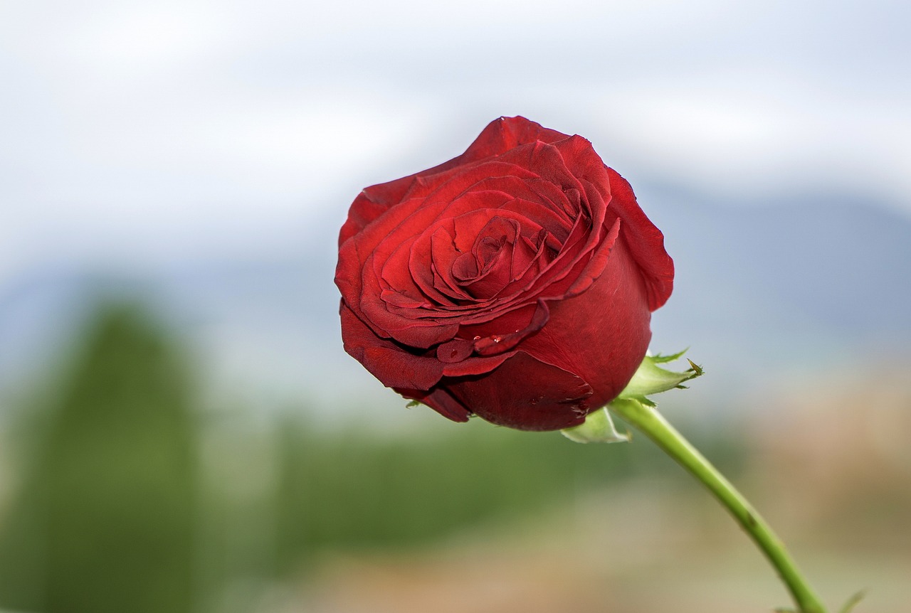 La significancia de la rosa de Sant Jordi: una mirada al pasado