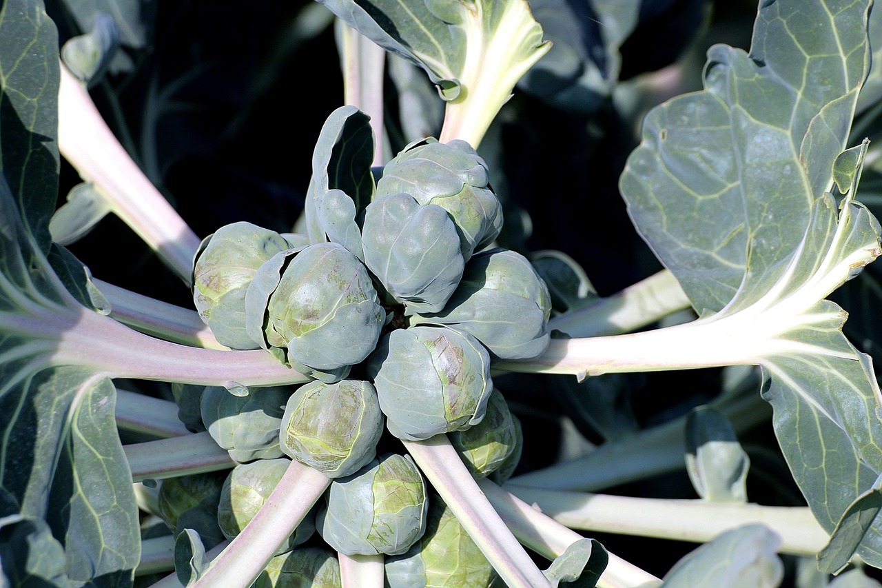 Cuidando tu Brassica: Consejos para mantenerla sana y feliz