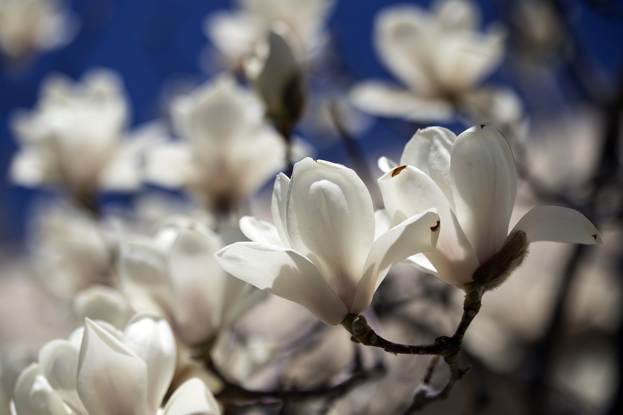 ¿Cómo abonar un magnolio para mejorar su desarrollo?