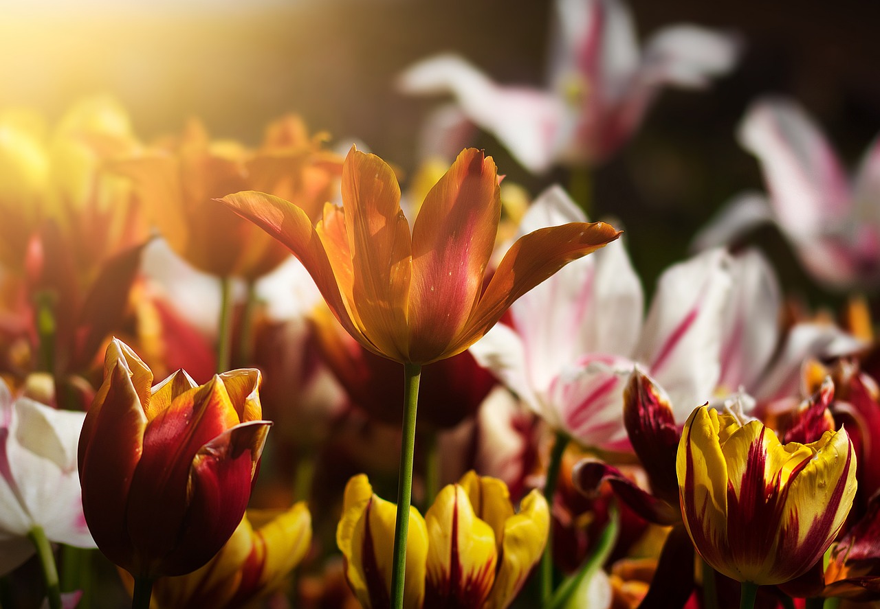 Descubriendo el Origen de los Tulipanes