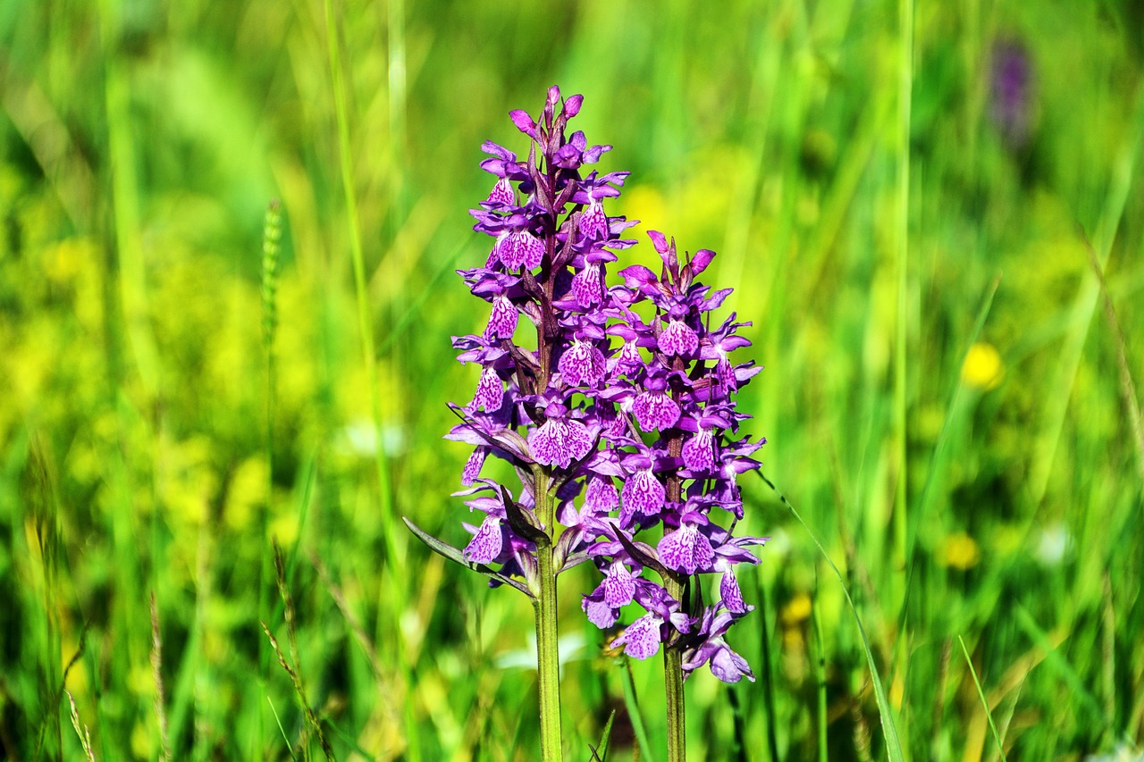 Cuidando Orquídeas Azules: Una Guía Práctica