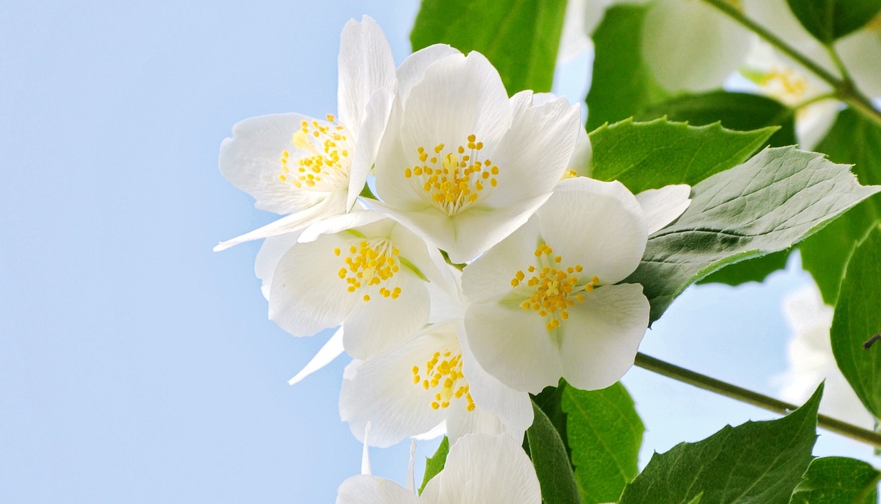 Descubre los Beneficios de la Flor de Jazmín