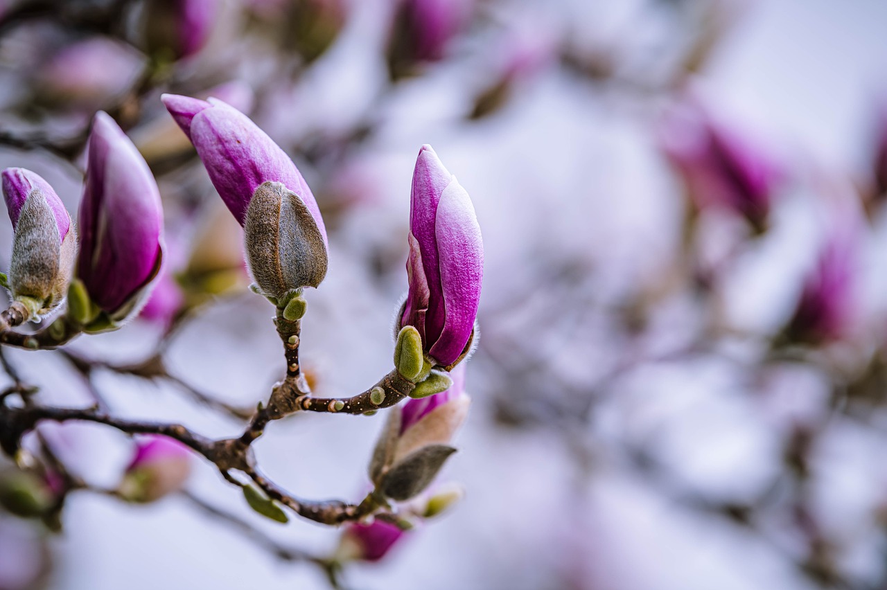 Descubriendo las características de las hojas de la magnolia