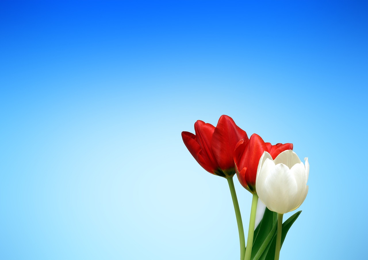 ¿Qué simboliza la belleza de los tulipanes naranjas?