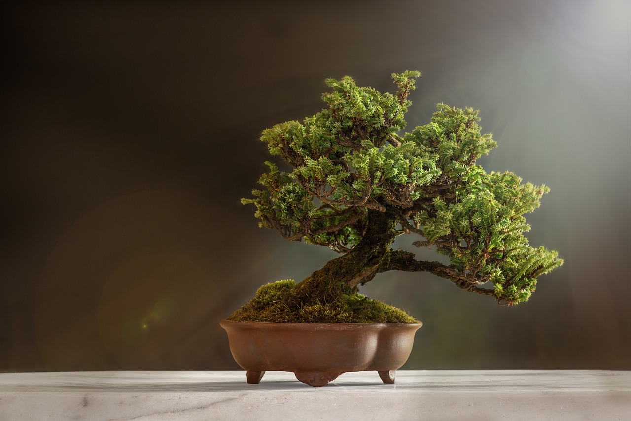 ¿Cómo colocar un bonsái olivo?”