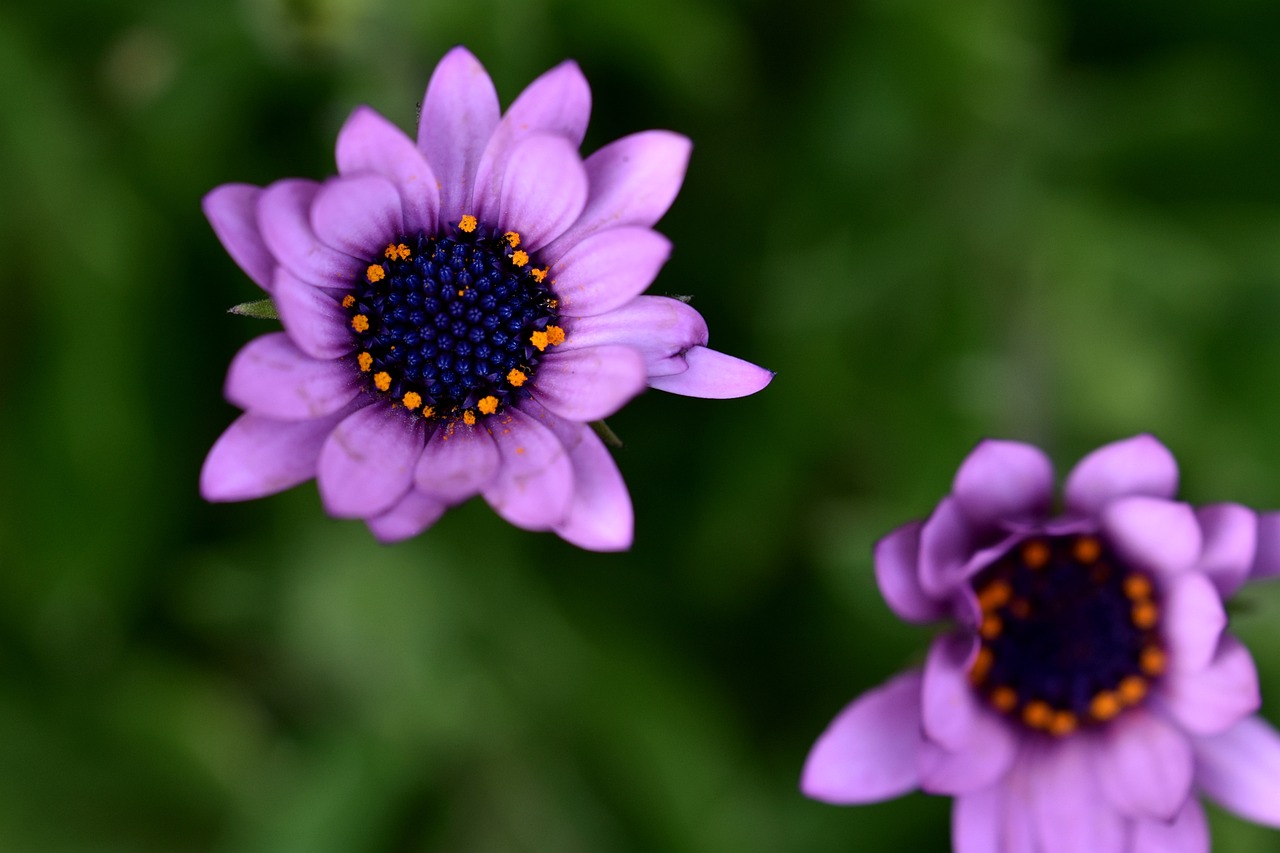 ¡Descubre los Fascinantes Colores de las Violetas Africanas!