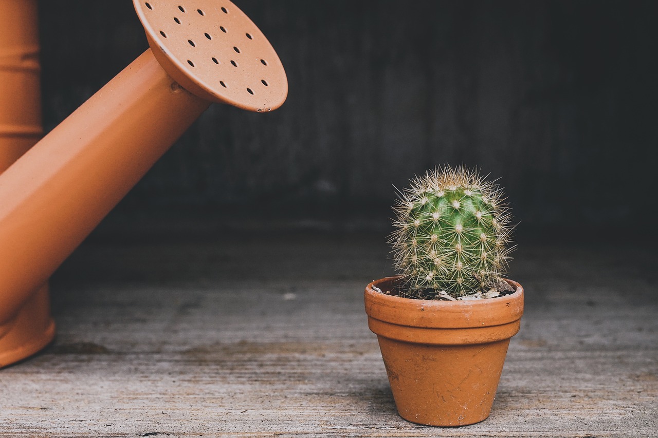 ¿Por qué los Cactus Chiquitos son Tan Populares?