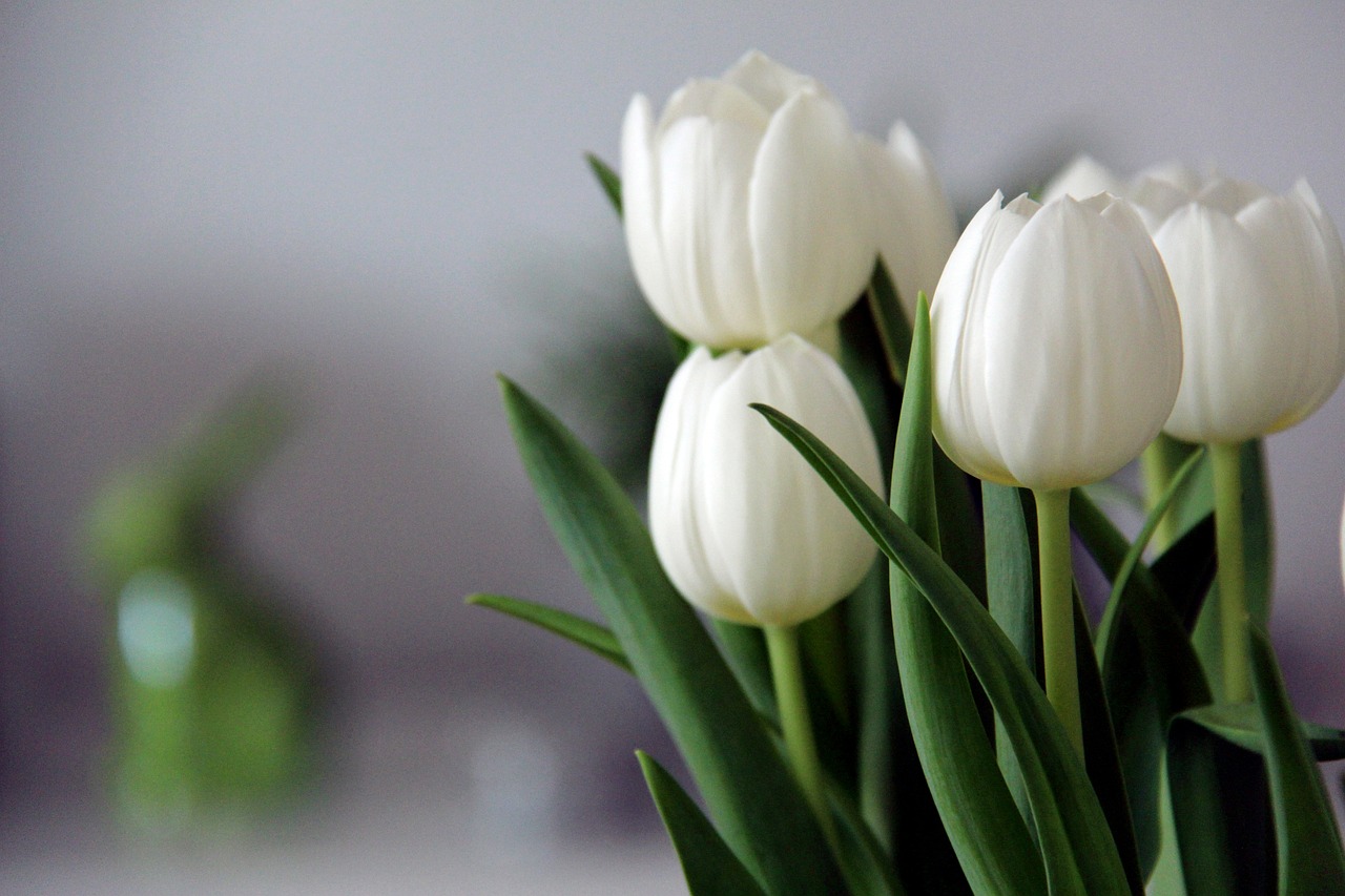 ¿A qué época del año debes comprar tulipanes?
