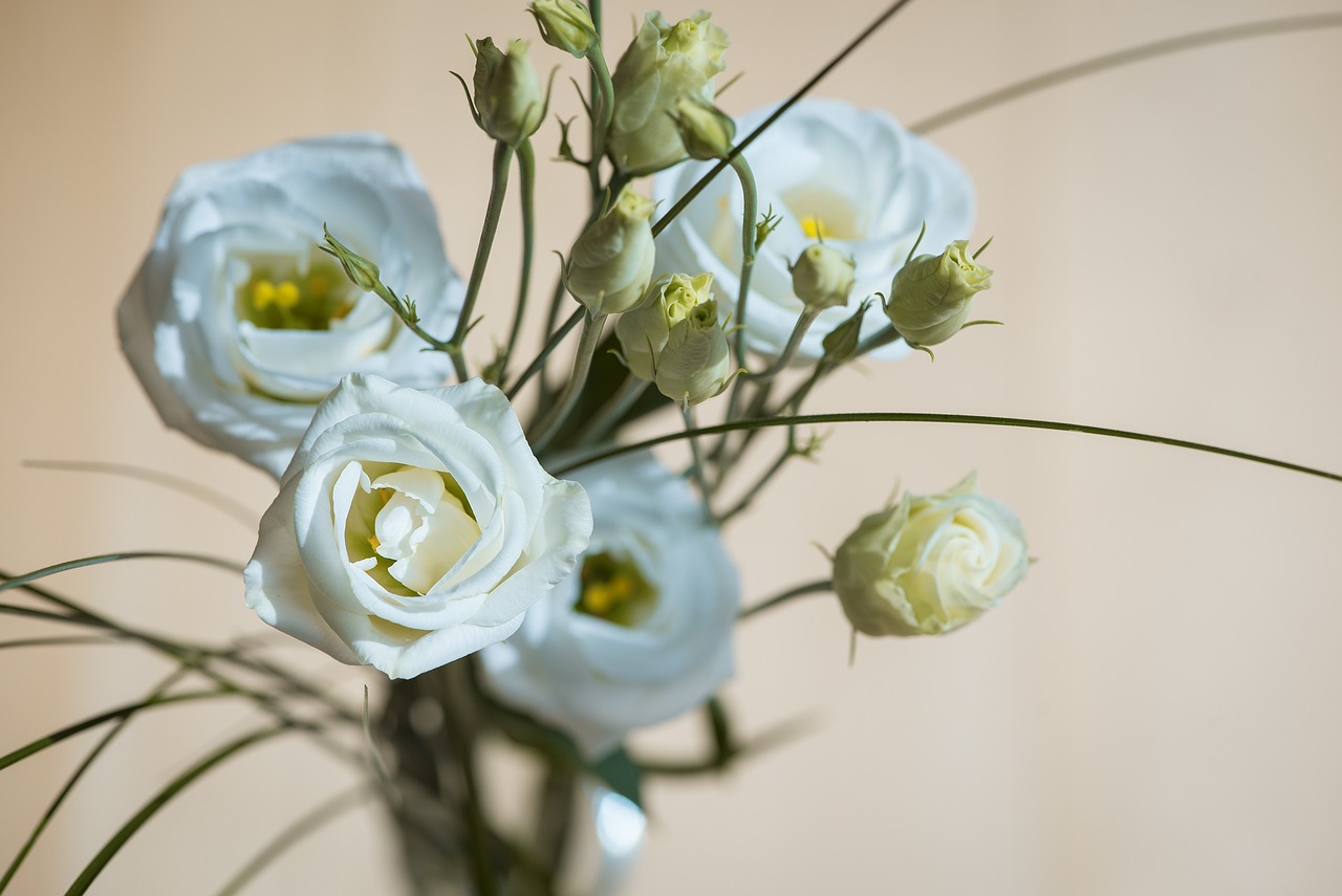 Significado de los regalos de lisianthus: ¿Qué esconde la flor detrás de su belleza?