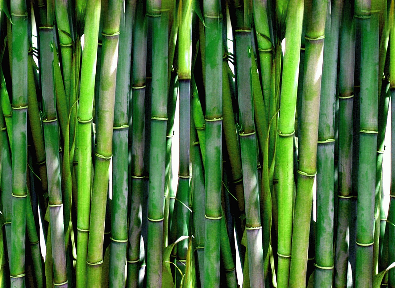 ¿Cómo colocar el bambú de la suerte para atraer la buena suerte?