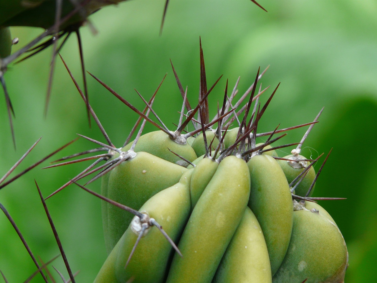 Consejos para el Cuidado de la Planta Cereus Peruvianus