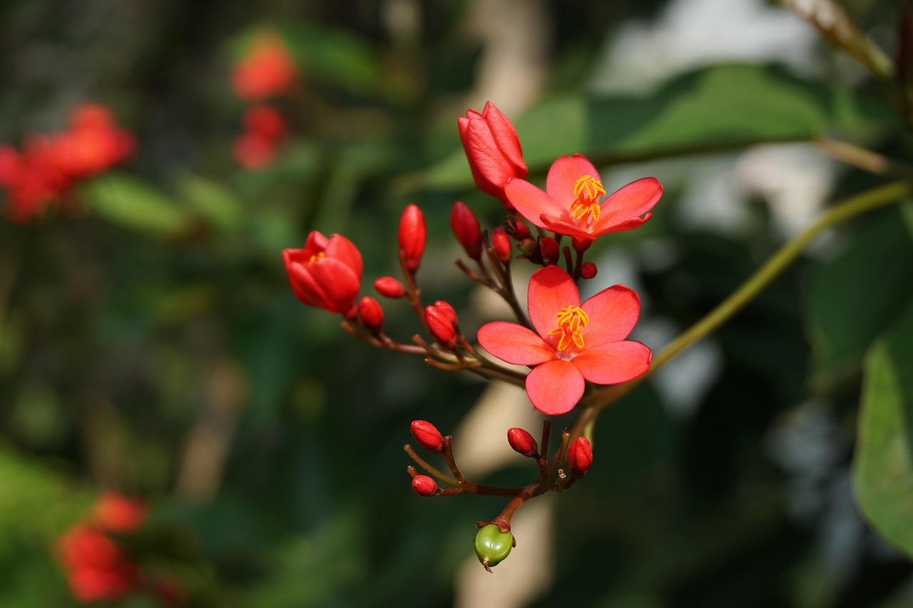 ¿Cuántas veces al año florece la Begonia: un análisis de sus ciclos de floración