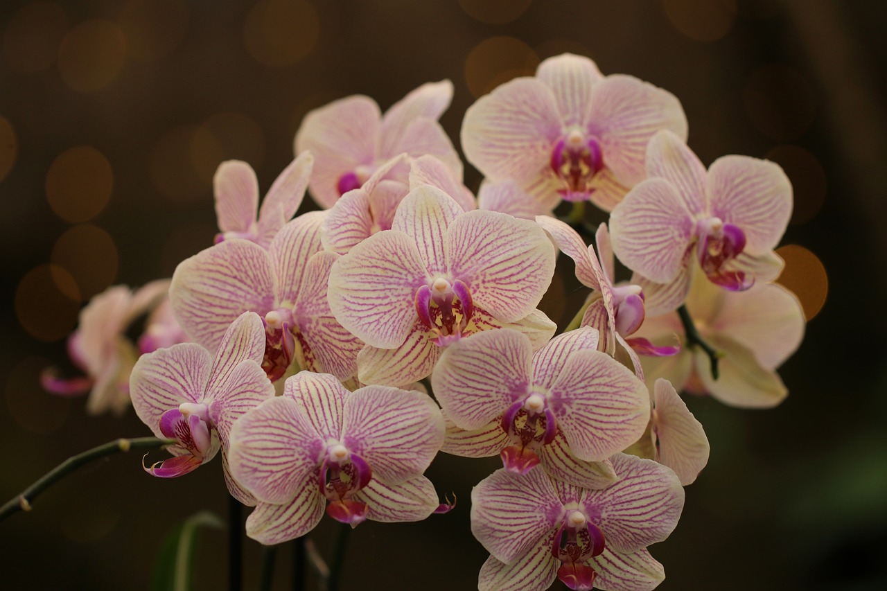 ¿Cómo encontrar las mejores orquídeas?