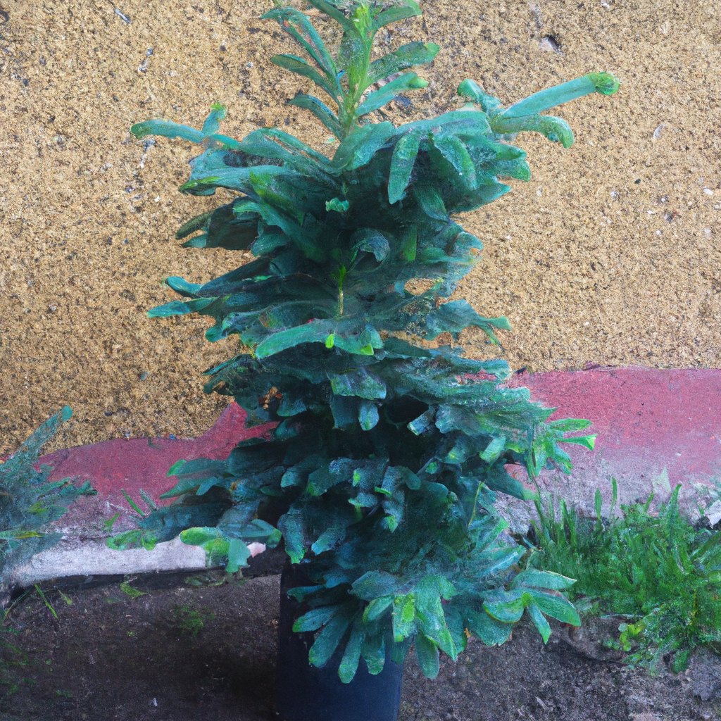 Crecimiento de la Picea Glauca Conica: ¿Cuánto Puede Aumentar?