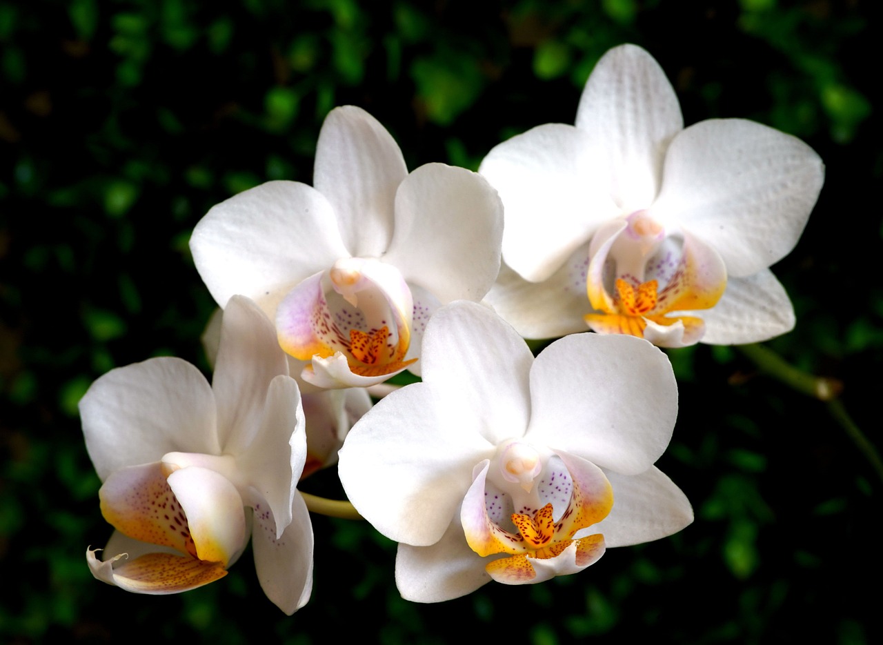 Cuidado de una mini orquídea: Consejos para mantenerla saludable