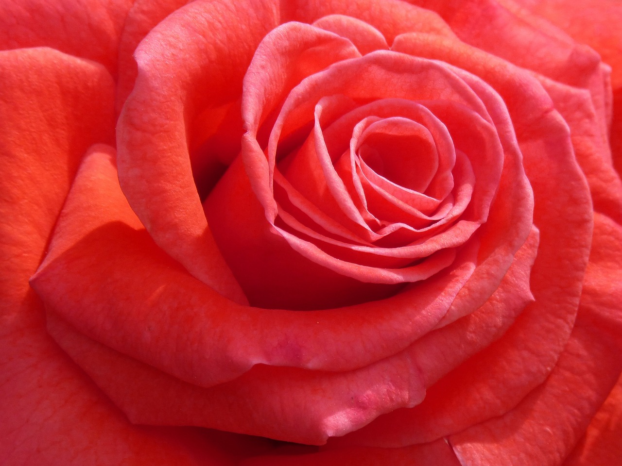 Sant Jordi: ¿Qué significa regalar una rosa?