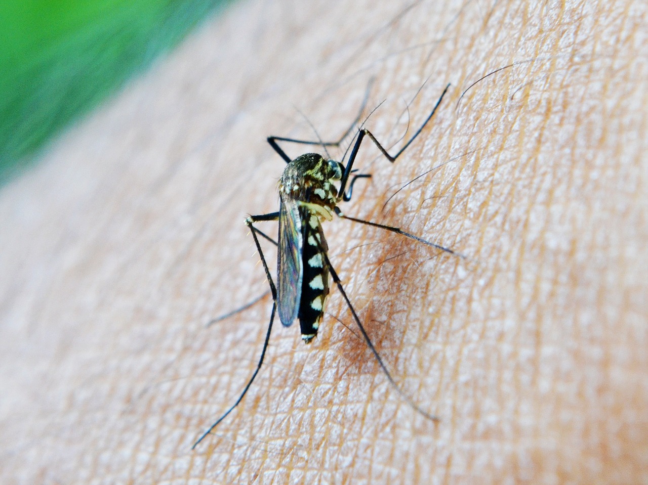 Cómo eliminar los mosquitos de forma eficaz