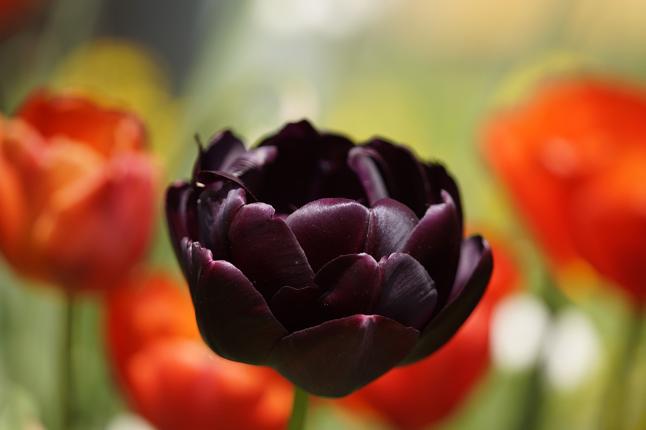 Descubriendo el Origen del Tulipán Negro