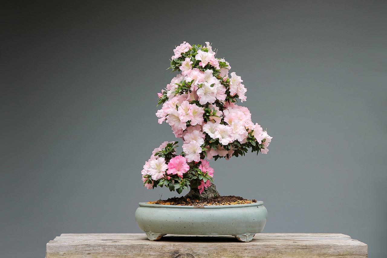 ¿Cómo florece el bonsai Serissa Phoetida?”