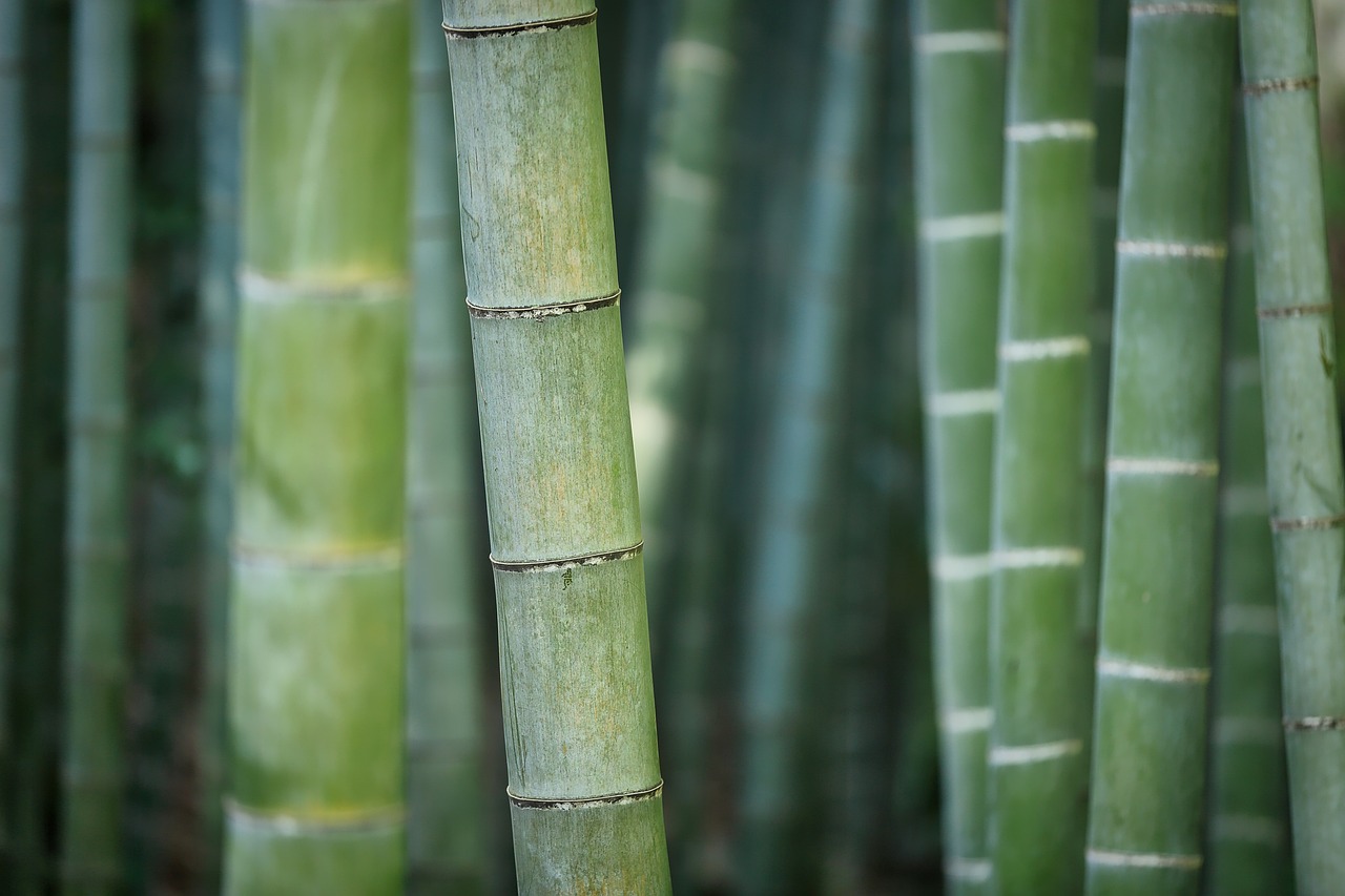 ¿Cómo los Bambúes Pueden Mejorar la Vida en Casa?