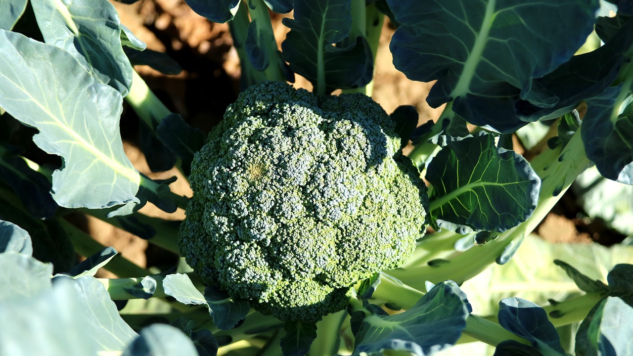 Cosechando Brócoli: ¿Cuántas Veces se Puede Hacer?