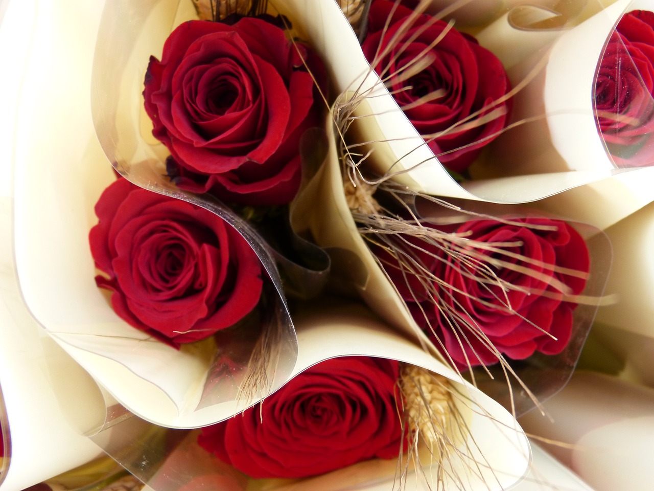 El simbolismo de la rosa en Sant Jordi: ¿Qué significado tiene?