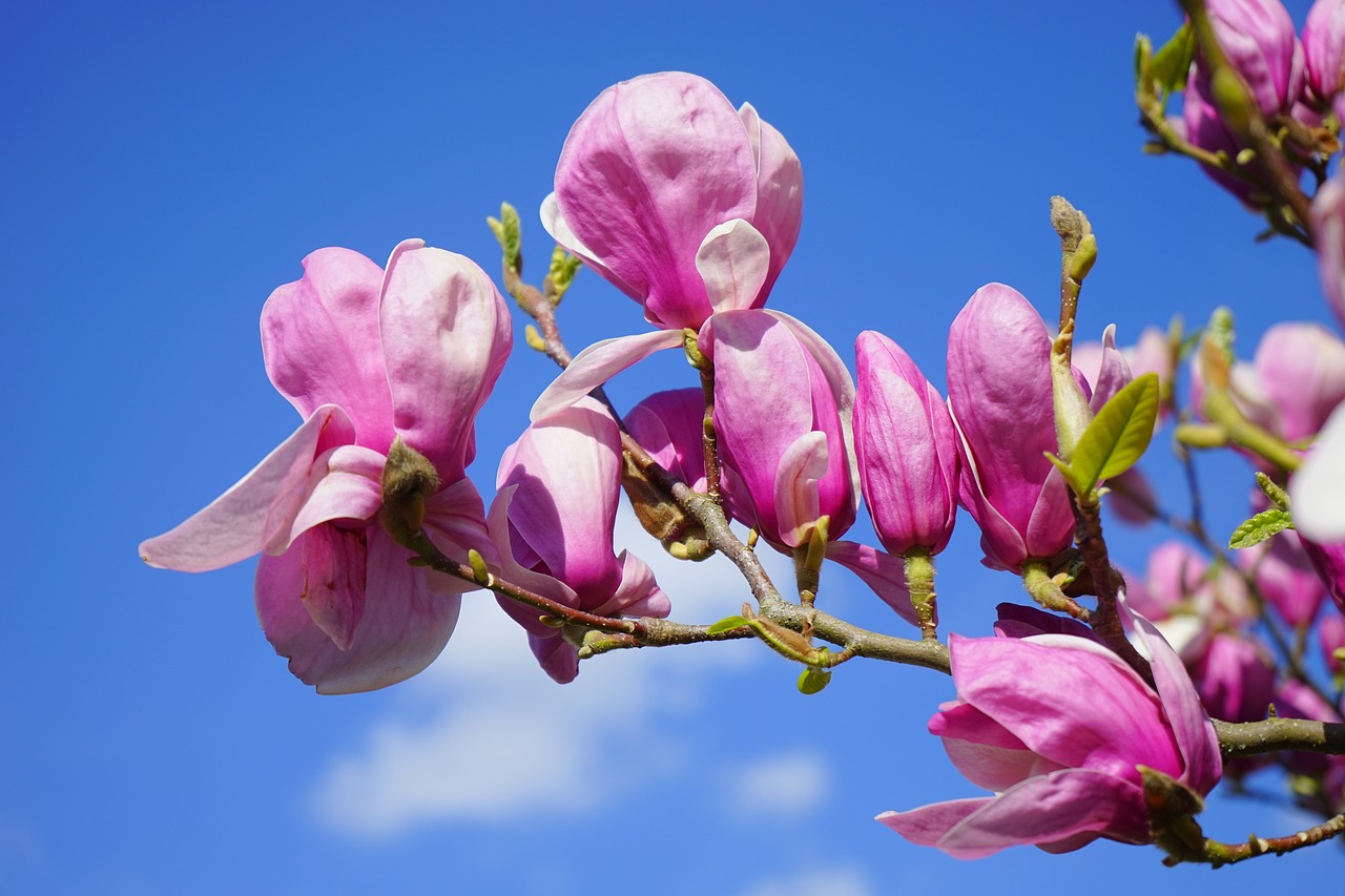 ¿A qué hora florece el magnolio?”