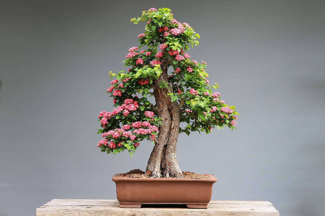 Cómo cuidar un árbol bonsái en tu hogar