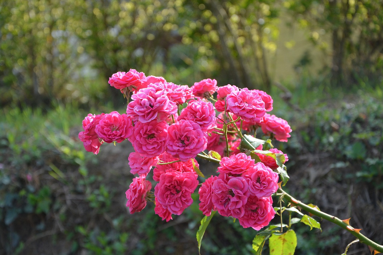 ¿Cómo elegir y cultivar un rosal trepador?