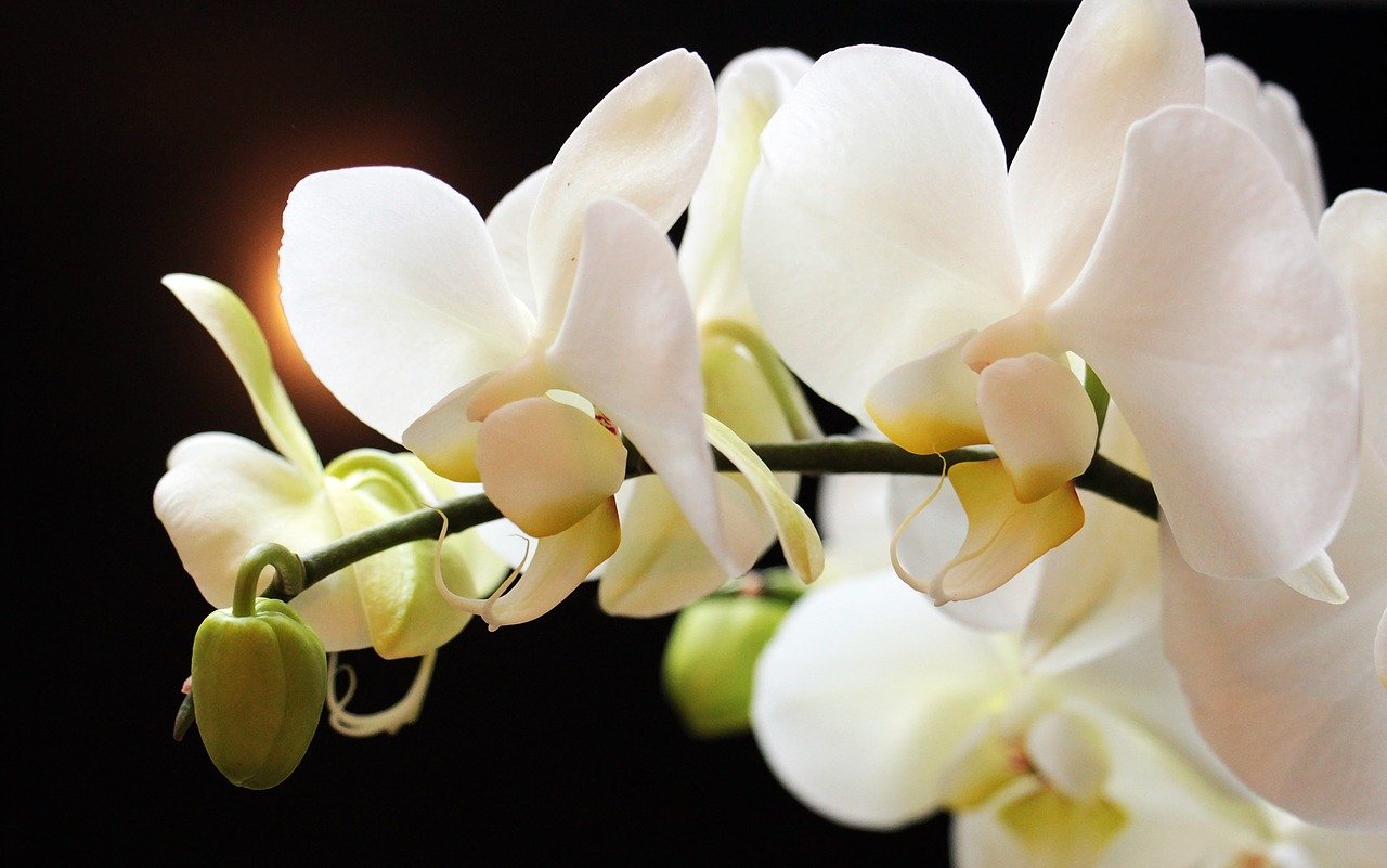 Cómo elegir la maceta ideal para orquídeas