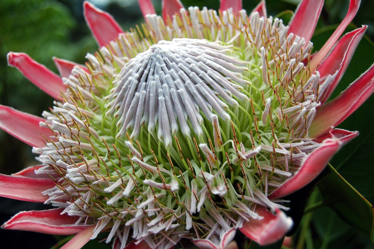 Descubriendo el Significado de la Flor Protea