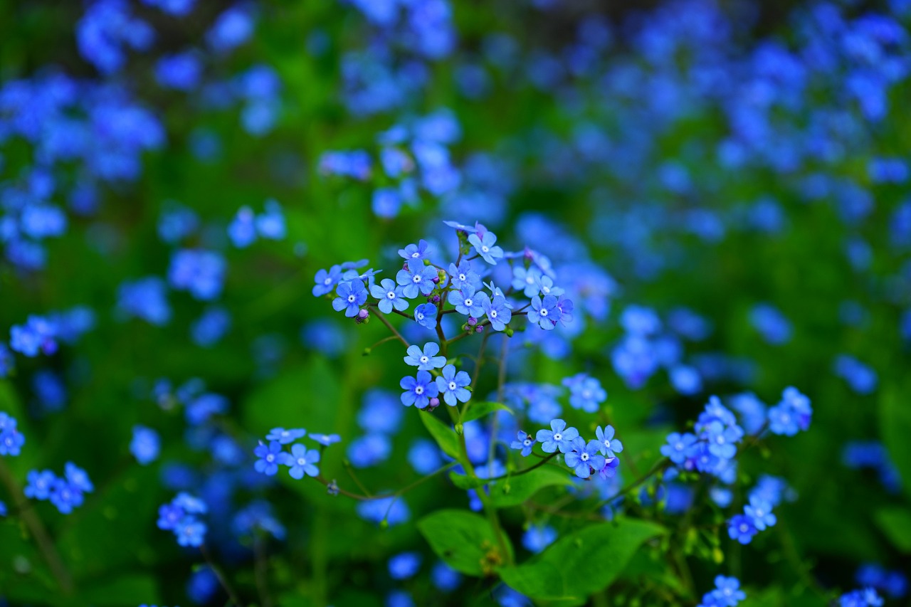 ¿Existen Flores Azules Naturales?