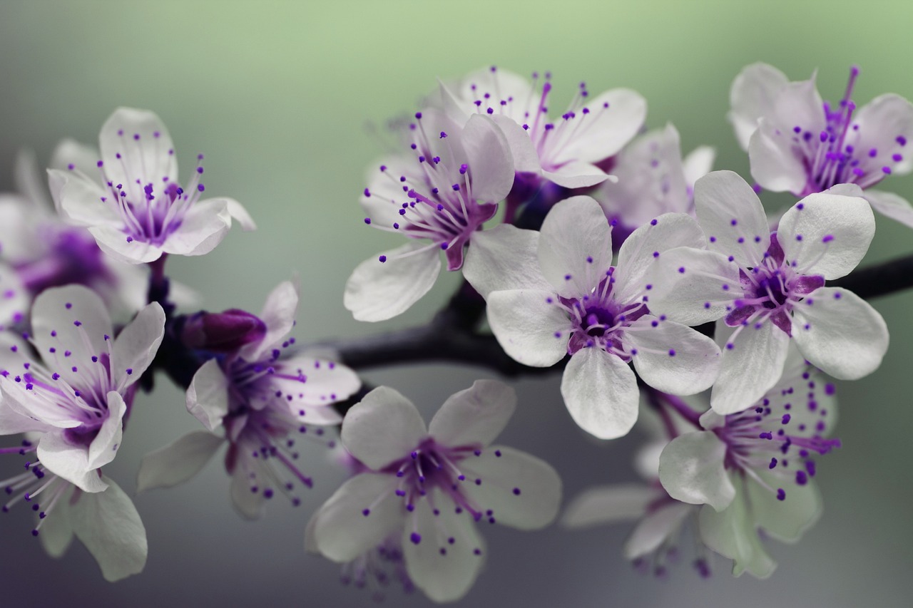 ¿Qué Simboliza un Ramito de Violetas?”