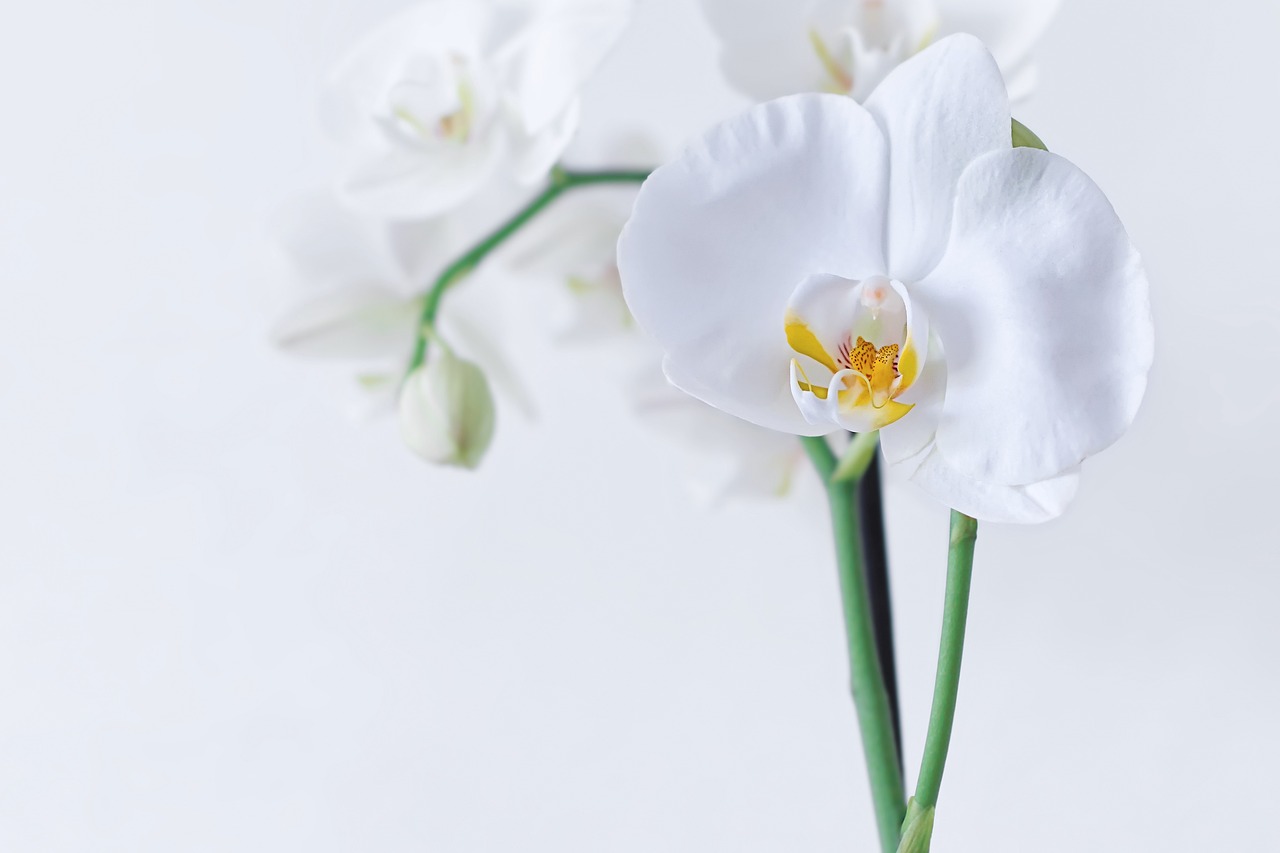 ¿Qué hay que saber sobre la Orquídea?