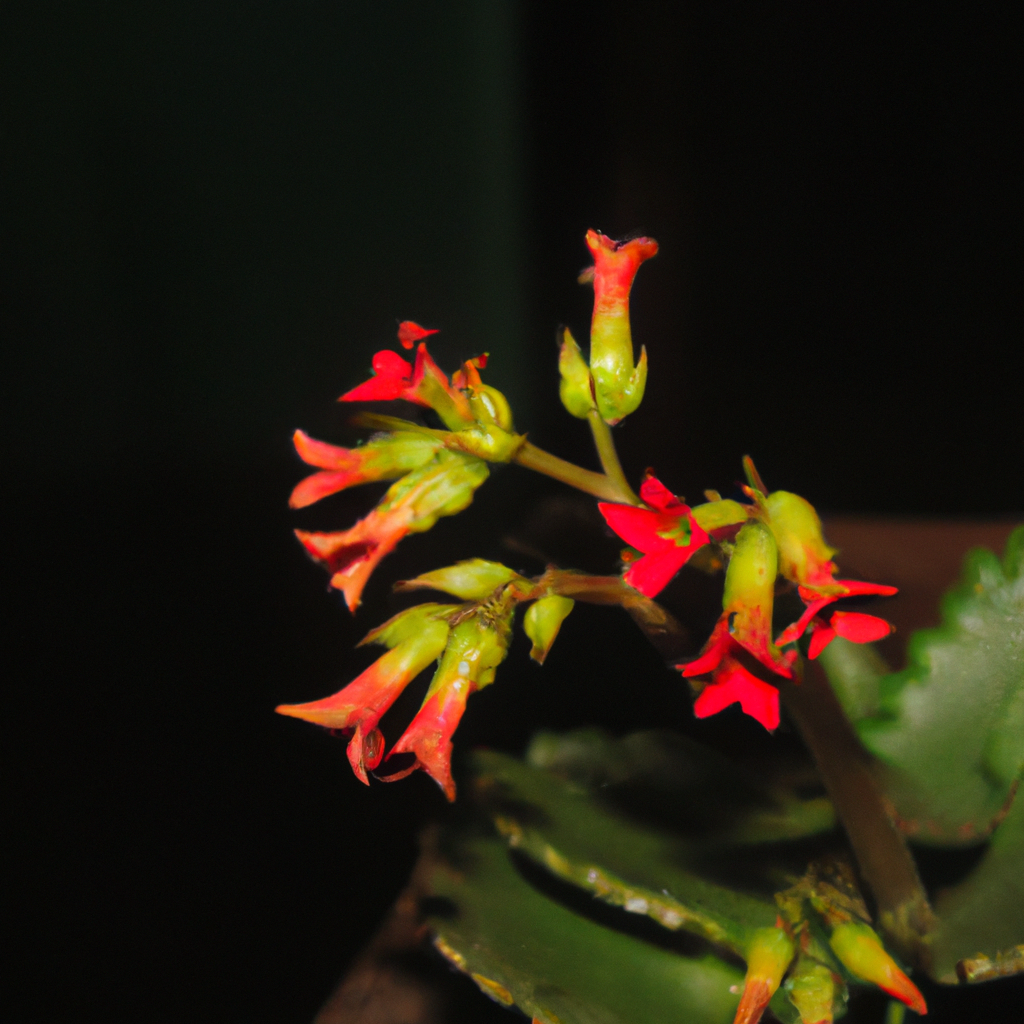 ¿Cómo y Cuándo Florece el Kalanchoe Daigremontiana?”