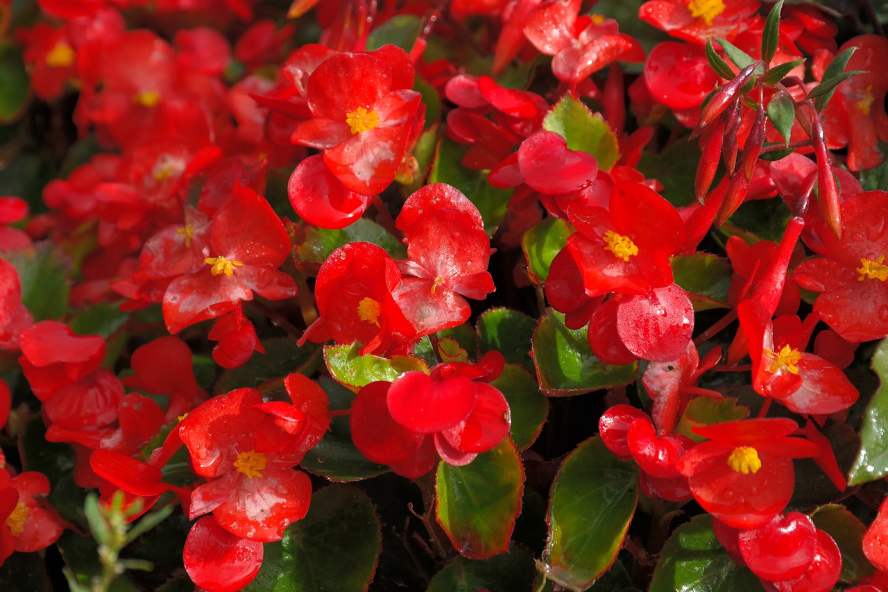 Consejos para el cuidado de las begonias en maceta