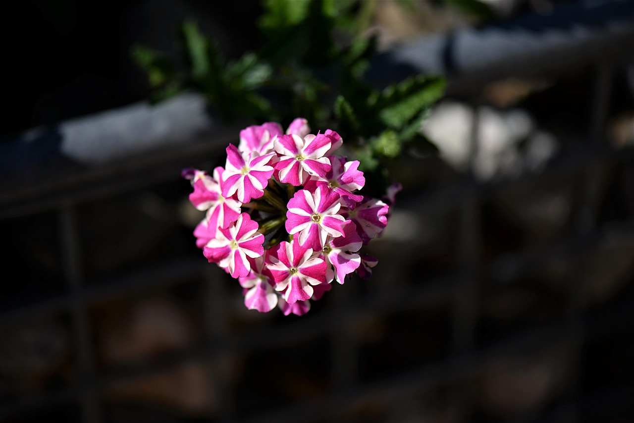Cultivar petunias en maceta: ¿Cuánto tiempo duran?