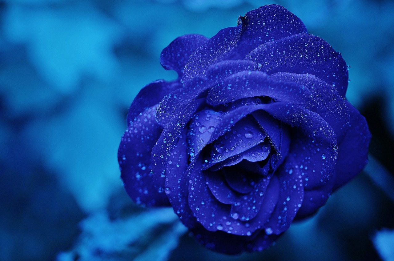 ¿Qué simboliza una rosa azul?
