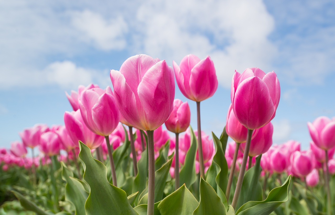 ¿A qué época del año es ideal para la compra de tulipanes?”