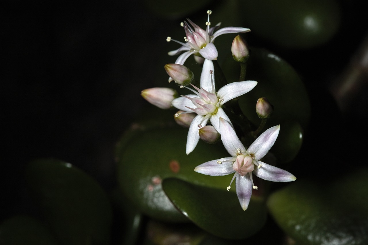 Cuidar una planta de jade: los beneficios para tu hogar