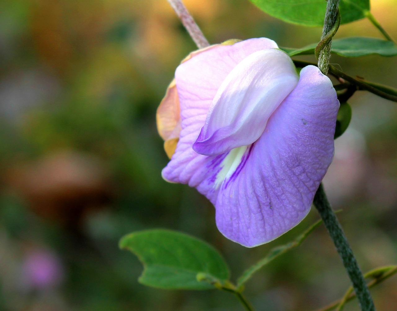 ¿Cuál es el Nombre Científico de la Flor del Guisante?”