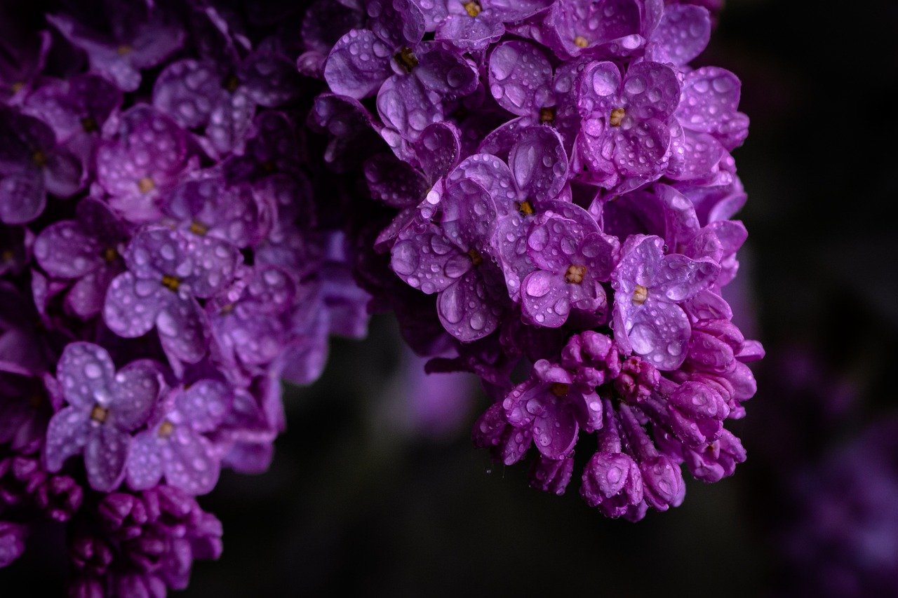 ¿Cuáles son las mejores flores violetas?