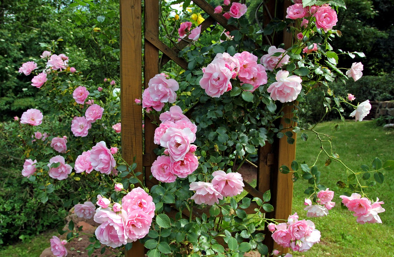 Consejos para lograr que tus rosales produzcan abundantes flores