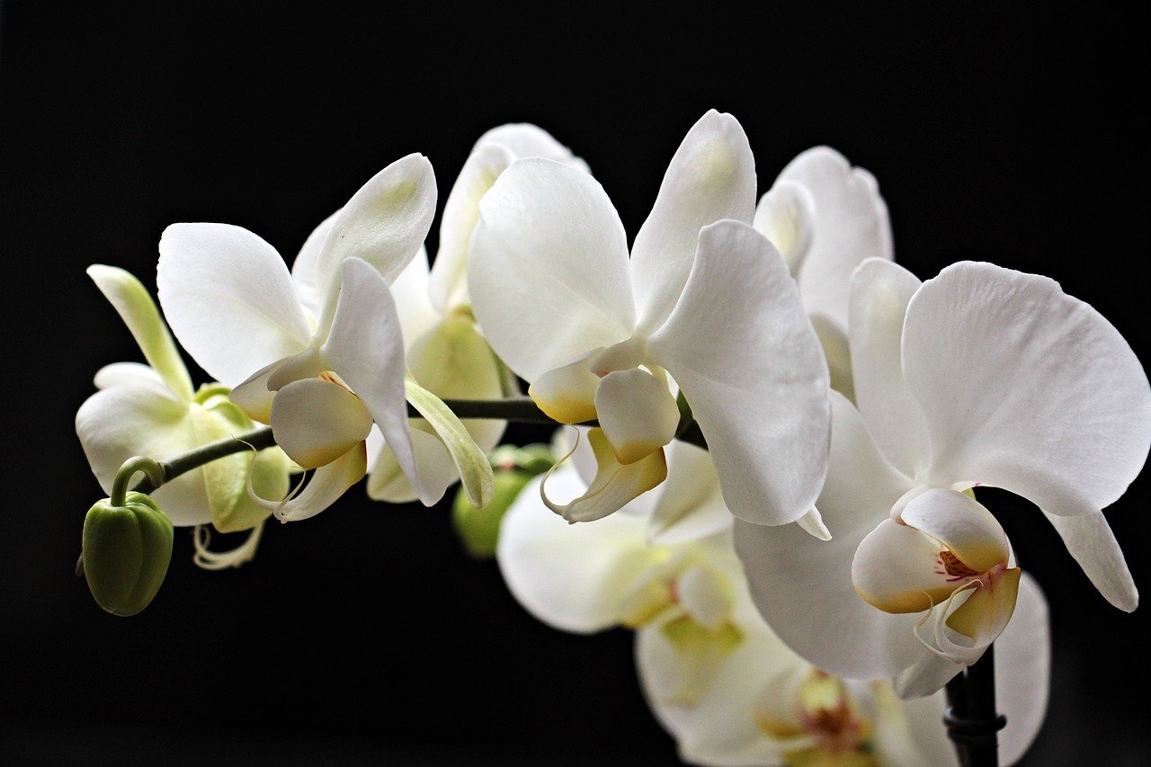 Descubriendo el Significado de las Orquídeas