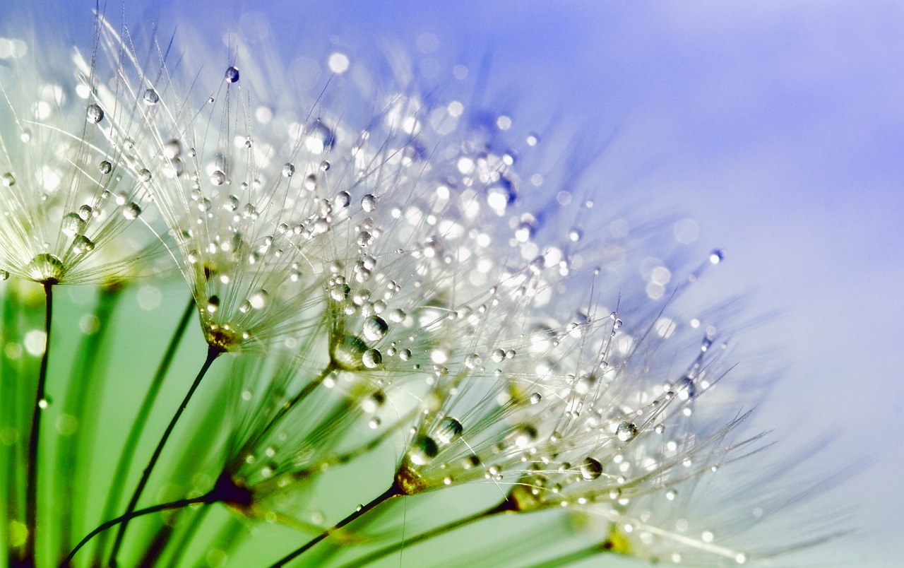 Cómo elegir la mejor esponja para flores naturales