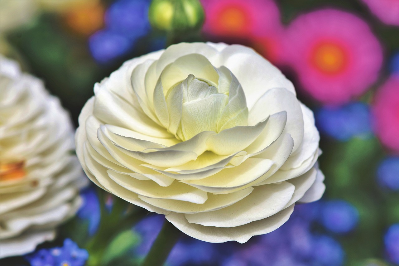 Consejos para cuidar los ranunculus