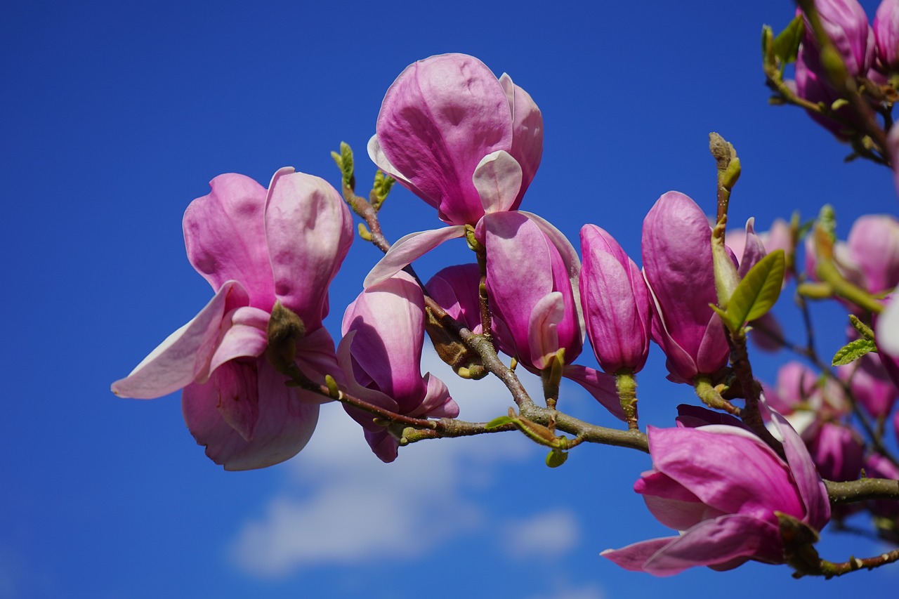 Descubre cuánto tiempo toma para que las magnolias crezcan