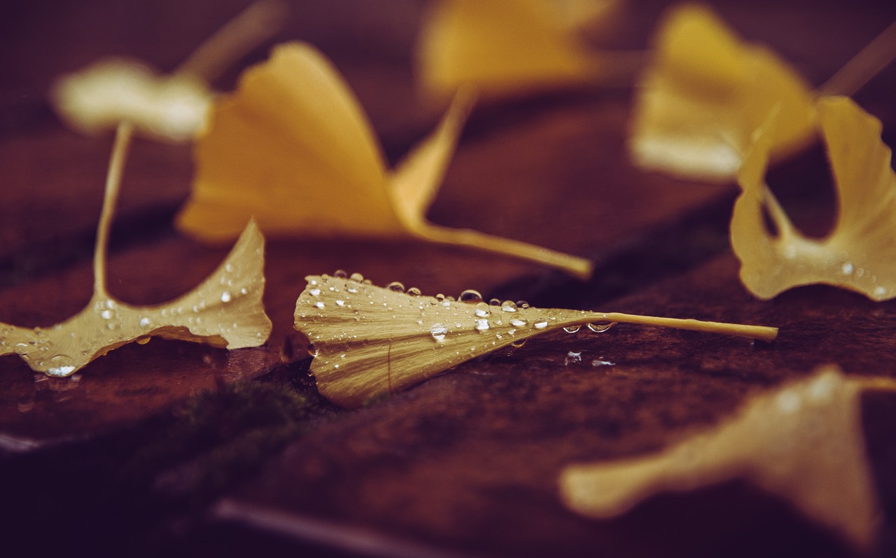 Descubre los Beneficios del Ginkgo Biloba para tu Salud